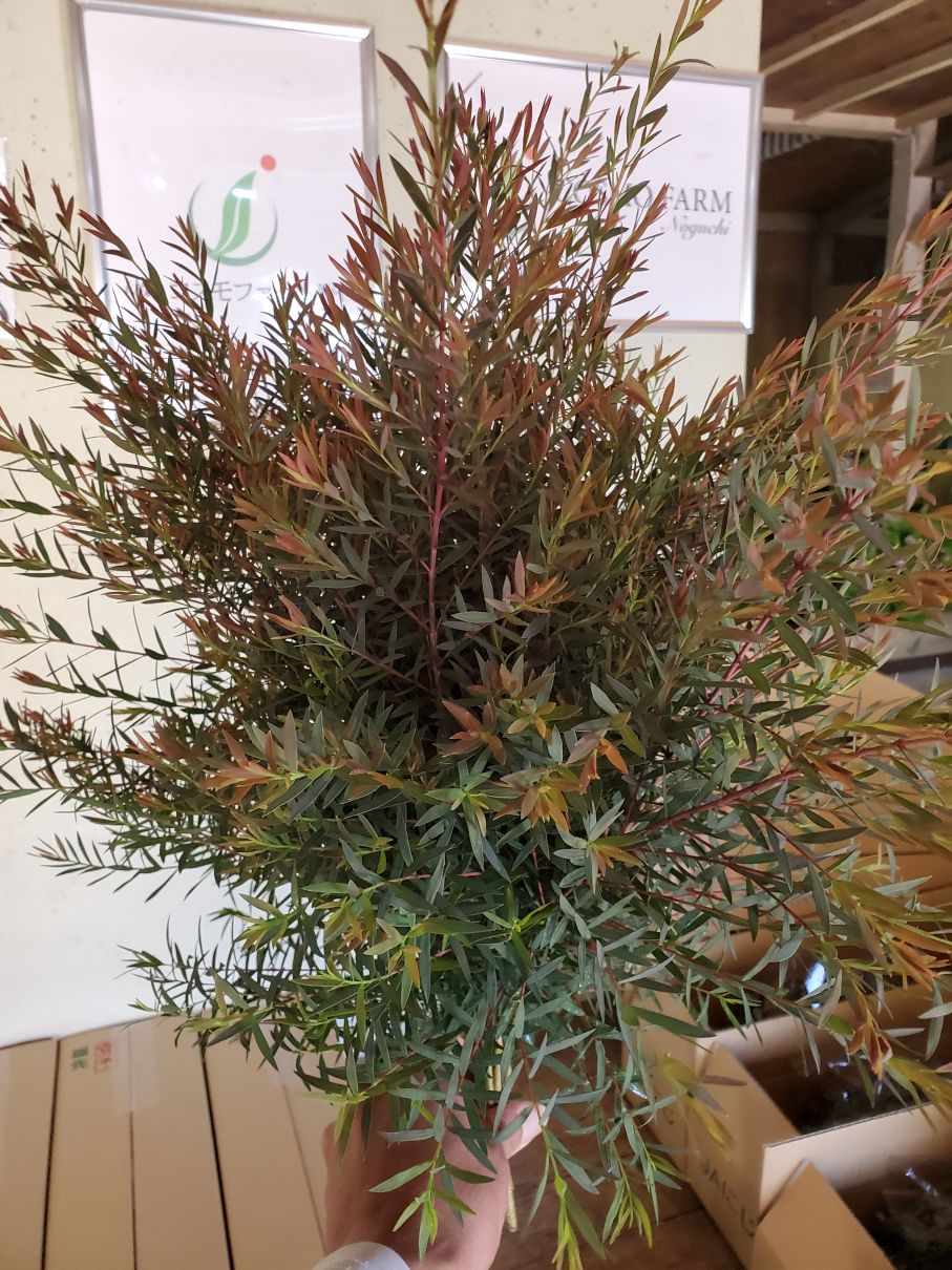 メラレウカ レッドジェム 株式会社コスモファーム野口